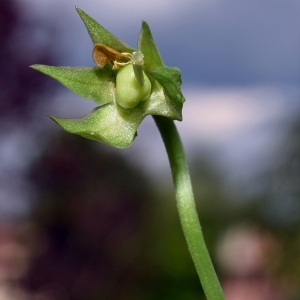 Photographie n°308103 du taxon Viola riviniana Rchb. [1823]