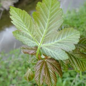 Photographie n°308128 du taxon Acer pseudoplatanus L. [1753]