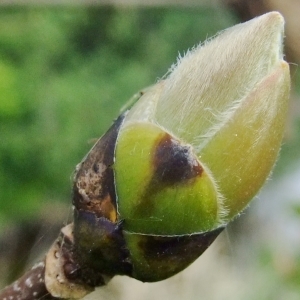 Photographie n°308130 du taxon Acer pseudoplatanus L. [1753]