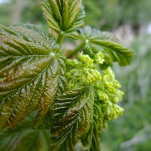 Photographie n°308131 du taxon Acer pseudoplatanus L. [1753]