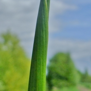 Photographie n°308146 du taxon Alopecurus pratensis L. [1753]