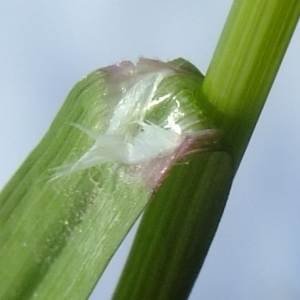 Photographie n°308178 du taxon Bromus sterilis L. [1753]