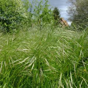 Photographie n°308181 du taxon Bromus sterilis L. [1753]