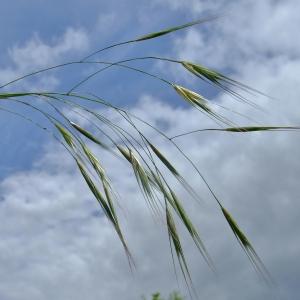 Photographie n°308182 du taxon Bromus sterilis L. [1753]