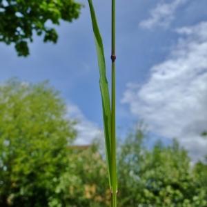 Photographie n°308184 du taxon Bromus sterilis L. [1753]