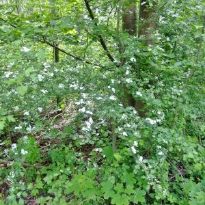 Photographie n°308201 du taxon Crataegus monogyna Jacq. [1775]