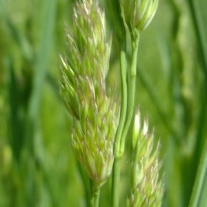 Photographie n°308213 du taxon Dactylis glomerata L. [1753]