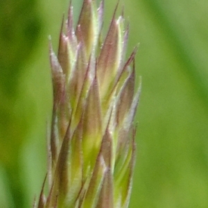 Photographie n°308217 du taxon Dactylis glomerata L. [1753]