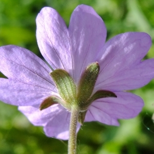 Geranium pyrenaicum Burm.f. (Géranium des Pyrénées)