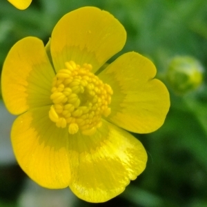 Photographie n°308246 du taxon Ranunculus acris L. [1753]