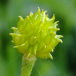 Photographie n°308247 du taxon Ranunculus acris L. [1753]