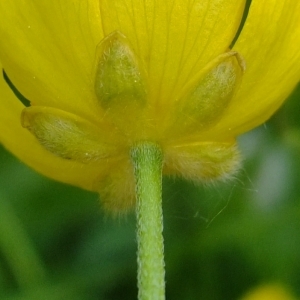Photographie n°308248 du taxon Ranunculus acris L. [1753]