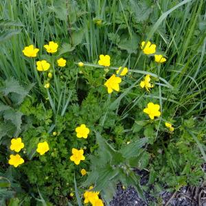 Photographie n°308252 du taxon Ranunculus repens L. [1753]