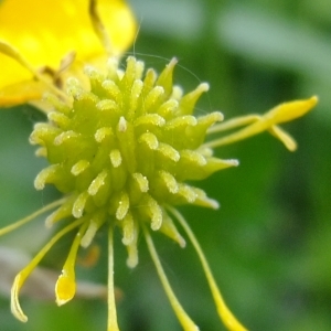 Photographie n°308254 du taxon Ranunculus repens L. [1753]