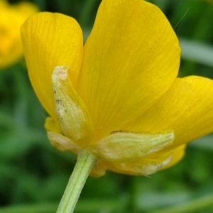 Photographie n°308256 du taxon Ranunculus repens L. [1753]