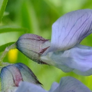 Photographie n°308272 du taxon Vicia sepium L. [1753]