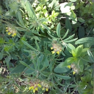 Photographie n°308301 du taxon Anthyllis vulneraria L. [1753]