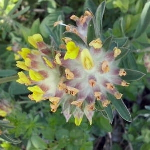 Photographie n°308302 du taxon Anthyllis vulneraria L. [1753]