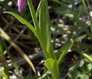 Emilie Bernard, le 30 avril 2015 (Montmélian)