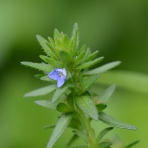 Photographie n°308317 du taxon Veronica arvensis L. [1753]