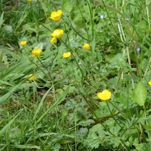 Photographie n°308322 du taxon Ranunculus repens L. [1753]