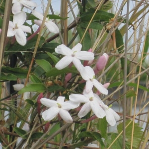 Photographie n°308331 du taxon Jasminum officinale L. [1753]