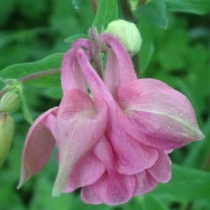 Photographie n°308470 du taxon Aquilegia L. [1753]