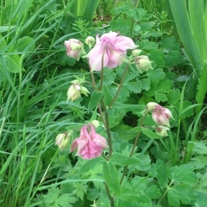 Photographie n°308471 du taxon Aquilegia L. [1753]