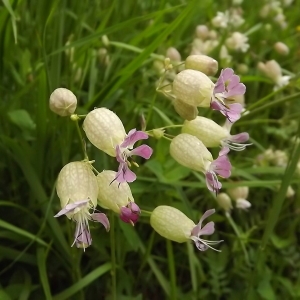 Photographie n°308496 du taxon Silene vulgaris (Moench) Garcke [1869]