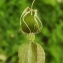  Florent Beck - Silene vulgaris (Moench) Garcke [1869]