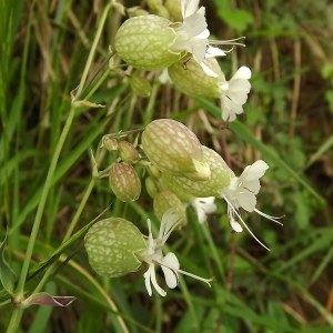 Photographie n°308523 du taxon Silene vulgaris (Moench) Garcke [1869]