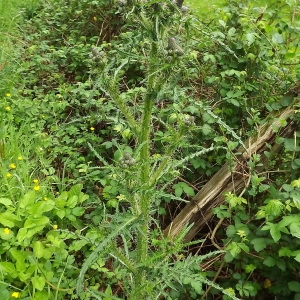 Photographie n°308532 du taxon Cirsium palustre (L.) Scop. [1772]