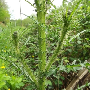 Photographie n°308540 du taxon Cirsium palustre (L.) Scop. [1772]