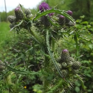 Photographie n°308543 du taxon Cirsium palustre (L.) Scop. [1772]