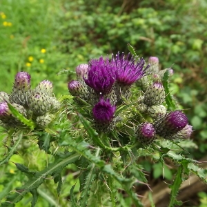 Photographie n°308544 du taxon Cirsium palustre (L.) Scop. [1772]