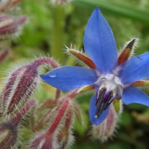 Photographie n°308596 du taxon Borago officinalis L. [1753]