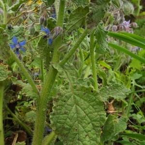 Photographie n°308600 du taxon Borago officinalis L. [1753]