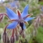  Florent Beck - Borago officinalis L. [1753]