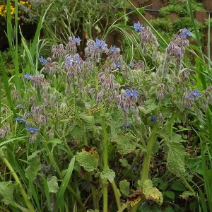 Photographie n°308607 du taxon Borago officinalis L. [1753]