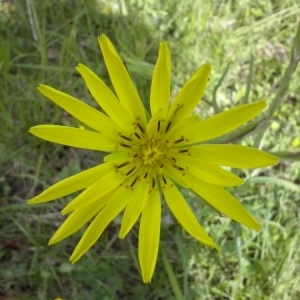 Photographie n°308722 du taxon Tragopogon pratensis L. [1753]