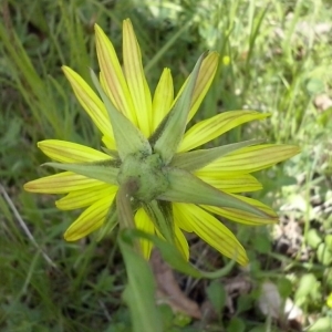 Photographie n°308724 du taxon Tragopogon pratensis L. [1753]