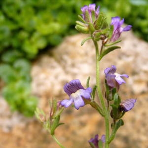 Photographie n°308744 du taxon Chaenorhinum origanifolium (L.) Kostel. [1844]