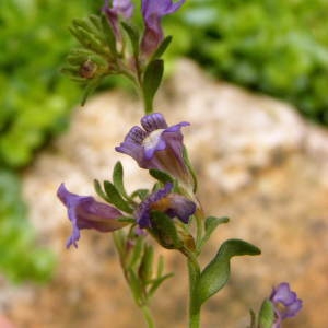 Photographie n°308745 du taxon Chaenorhinum origanifolium (L.) Kostel. [1844]