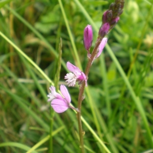 Photographie n°308774 du taxon Polygala vulgaris L. [1753]