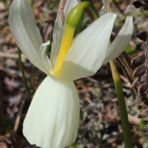Photographie n°308800 du taxon Narcissus triandrus subsp. capax (Salisb. ex Sweet) D.A.Webb [1978]