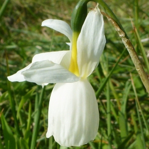  - Narcissus triandrus subsp. capax (Salisb. ex Sweet) D.A.Webb [1978]