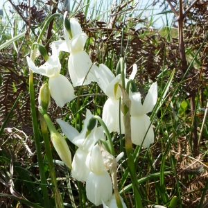 Photographie n°308802 du taxon Narcissus triandrus subsp. capax (Salisb. ex Sweet) D.A.Webb [1978]