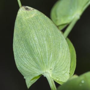 Photographie n°308821 du taxon Lathyrus aphaca L.