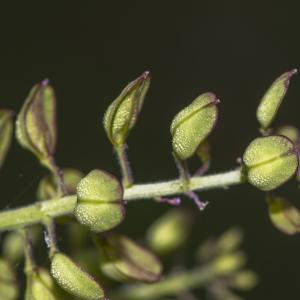 Photographie n°308825 du taxon Lepidium campestre (L.) R.Br. [1812]