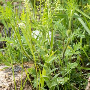 Photographie n°308826 du taxon Lepidium heterophyllum Benth. [1826]